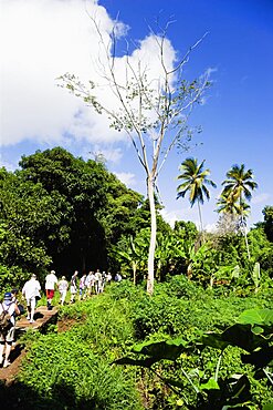 Cruise ship tourists trekking through the jungle interior towards Royal Mount Carmel Waterfall, Caribbean