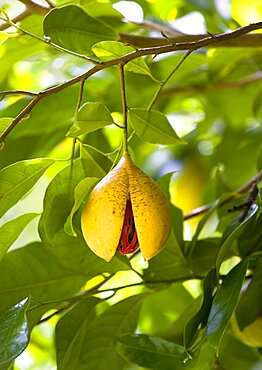 Ripe open and ready to harvest nutmeg fruit growing on a tree showing the nutmeg inside coverred with red mace, Caribbean