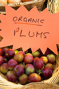 Findon village Sheep Fair Basket of organic plums, United Kingdom