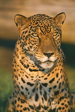 ANIMALS Big Cats Jaguar Portrait of Brazilian Jaguar