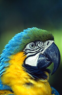 BIRDS Single Beak Brazil.  Blue and Yellow Macaw  Ara Ararauna   detail of head and beak of adult bird.