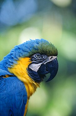 BIRDS Single Beak Brazil.  Blue and Yellow Macaw  Ara Ararauna   detail of head and beak of adult bird.