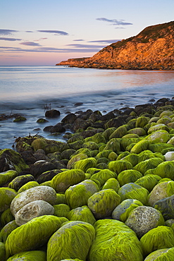 Algae covered rocks at sunrise at Church Ope Cove, Portland, Jurassic Coast, UNESCO World Heritage Site, Dorset, England, United Kingdom, Europe