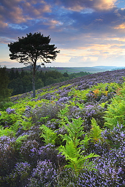 Bracken and heather in the New Forest, Hampshire, England, United Kingdom, Europe