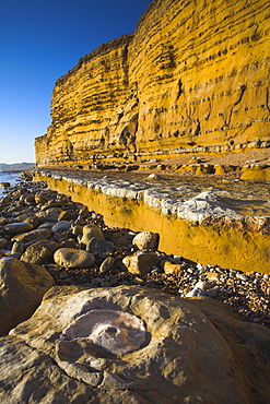 A mineralised ammonite fossil at the base of Burton Bradstock cliffs, Jurassic Coast, UNESCO World Heritage Site, Dorset England, United Kingdom, Europe