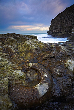 A huge fossilized ammonite embedded in the rocks at Winspit near Worth Matravers, Jurassic Coast, UNESCO World Heritage Site, Dorset, England, United Kingdom, Europe