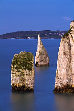 The famous chalk stacks The Pinnacles in the sea beside Ballard Down with views to Swanage in the background, Jurassic Coast, UNESCO World Heritage Site, Dorset, England, United Kingdom, Europe