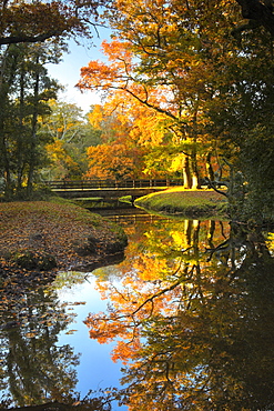 Late afternoon sunshine glows golden on the trees beside this New Forest stream, Hampshire, England, United Kingdom, Europe