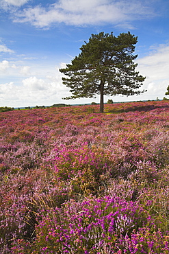 Heather covers the New Forest heathland in the summer, Hampshire, England, United Kingdom, Europe