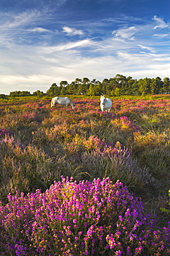 New Forest ponies grazing among the heather, New Forest National Park, Hampshire, England, United Kingdom, Europe