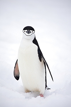 Curious chinstrap penguin, Half Moon Island, South Shetland Islands, Antarctica, Polar Regions
