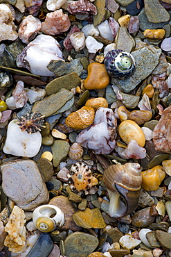 Sea shells and stones on the seashore at Bantham in South Devon, England, United Kingdom, Europe