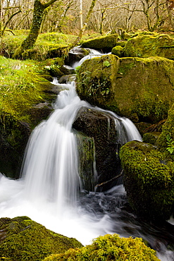 Babbling brook in a mossy wood, Dartmoor National Park, Devon, England, United Kingdom, Europe