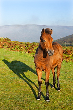 Dartmoor pony foal on the Dartmoor moorland, Devon, England, United Kingdom, Europe