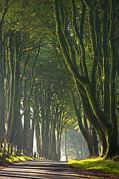 Majestic tree lined lane on a misty autumn morning, Dartmoor, Devon, England, United Kingdom, Europe