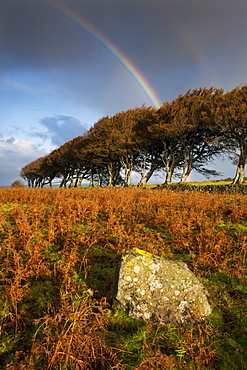 Rainbow above Prewley Moor, Dartmoor, Devon, England, United Kingdom, Europe