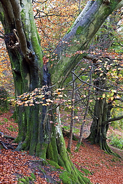 Autumnal woodland scene near Grasmere, Lake District National Park, Cumbria, England, United Kingdom, Europe