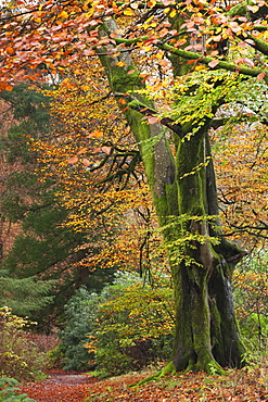 Deciduous woodland with beautiful autumn colours, Grasmere, Lake District, Cumbria, England, United Kingdom, Europe