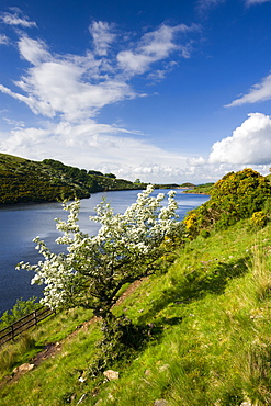 Hawthorn tree in blossom, Meldon Reservoir, Dartmoor National Park, Devon, England, United Kingdom, Europe