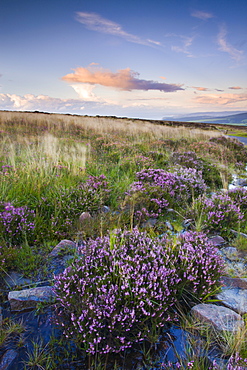 Bell heather growing on Dunkery Hill in Exmoor National Park, Somerset, England, United Kingdom, Europe