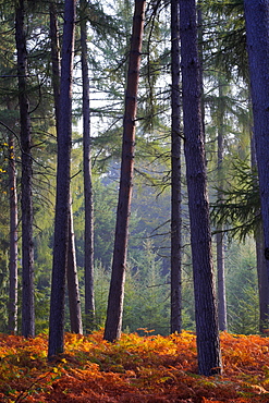 Autumn in a New Forest pine inclosure, New Forest, Hampshire England, United Kingdom, Europe