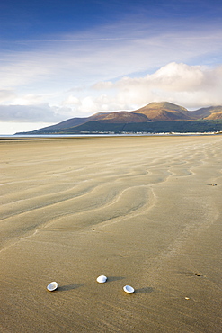 Shells on Dundrum Bay, looking towards the Mountains of Mourne, County Down, Northern Ireland, United Kingdom, Europe