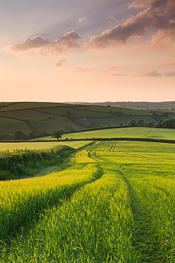 Summer crops growing in a field near Lanreath, Cornwall, England, United Kingdom, Europe