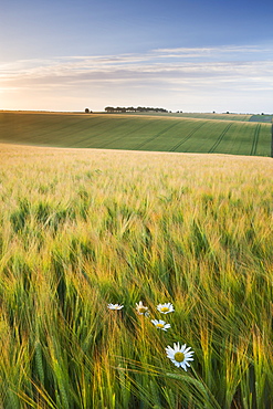 Daisies and barley field in summer, Cheesefoot Head, South Downs National Park, Hampshire, England, United Kingdom, Europe