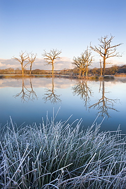 Trees reflected in a mirror-still fishing lake on a frosty winter morning, Morchard Road, Devon, England, United Kingdom, Europe