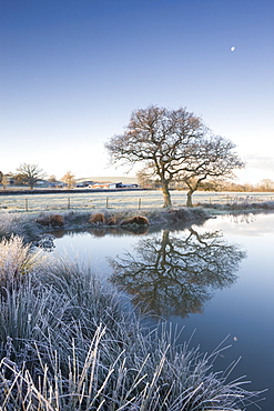 Frosted grass and trees beside a still pond on a winters morning, Morchard Road, Devon, England, United Kingdom, Europe