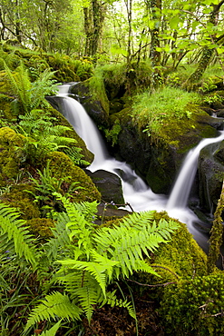 Tumbling stream in a lush green wood, Dartmoor National Park, Devon, England, United Kingdom, Europe