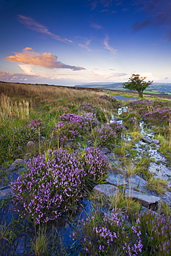 Bell heather growing on Dunkery Hill in Exmoor National Park, Somerset, England, United Kingdom, Europe