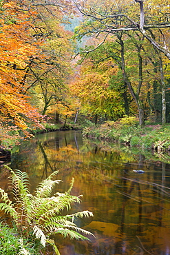 Beautiful autumnal colours line the banks of the River Teign at Fingle Bridge, Dartmoor National Park, Devon, England, United Kingdom, Europe