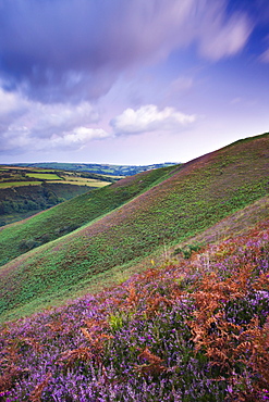 Flowering heather on Trentishoe Down in late summer, Exmoor National Park, Devon, England, United Kingdom, Europe