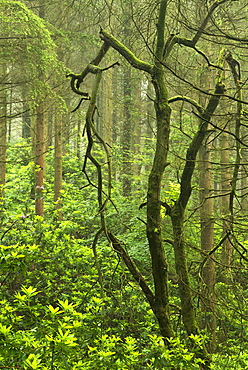 Rhododendrons thriving in woodland, Devon, England, United Kingdom, Europe