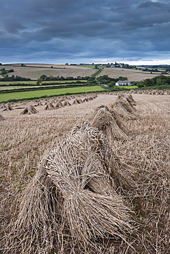 Traditional wheat stooks harvested for thatching, Coldridge, Devon, England, United Kingdom, Europe