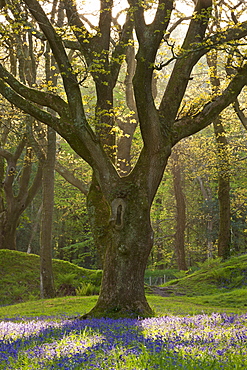 Bluebell carpet beneath mature oak tree, Blackbury Camp, Devon, England, United Kingdom, Europe 