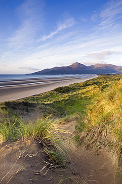 Sand dunes at Murlough Nature Reserve, with views to Dundrum Bay and the Mountains of Mourne beyond, County Down, Ulster, Northern Ireland, United Kingdom, Europe