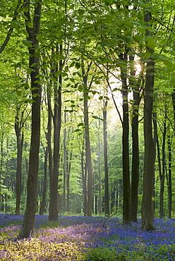 Bluebells and beech trees, West Woods, Marlborough, Wiltshire, England, United Kingdom, Europe 