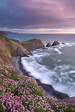 Thrift flowering on the cliff tops above Hartland Quay at sunset, North Devon, England, United Kingdom, Europe 