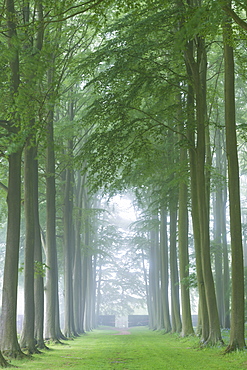 Mature beech tree avenue, Cotswolds, Gloucestershire, England, United Kingdom, Europe 