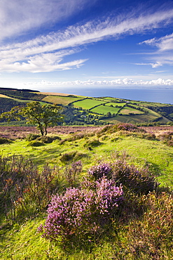 Exmoor countryside and coast in summertime, Exmoor National Park, Somerset, England, United Kingdom, Europe 