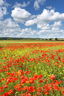 Wild poppies and rapeseed flowering in summer in a Dorset field, England, United Kingdom, Europe 