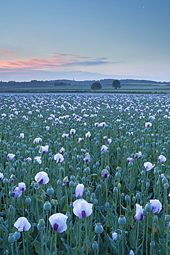 Opium poppies growing in a Dorset field, England, United Kingdom, Europe 