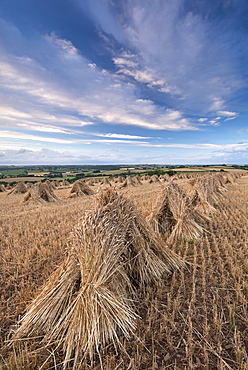 Traditional corn stooks in a Devon field, Coldridge, Devon, England, United Kingdom, Europe