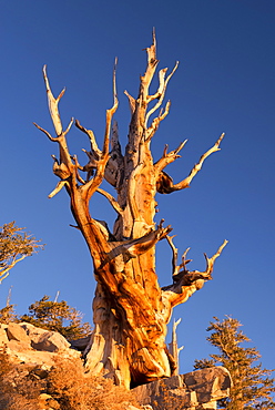 Bristlecone Pine tree in the Ancient Bristlecone Pine Forest, California, United States of America, North America