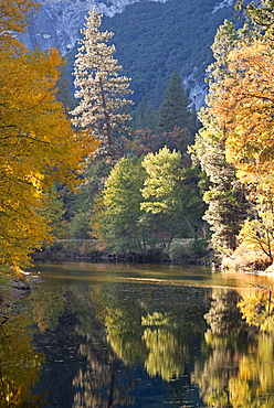 Autumn foliage reflected in the Merced River, Yosemite Valley, Yosemite National Park, UNESCO World Heritage Site, California, United States of America, North America