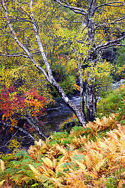 Magnificent display of autumn colours beside a mountain stream near Kinloch Hourn, Highlands, Scotland, United Kingdom, Europe