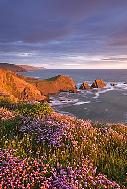 Flowering pink thrift on the cliffs above Hartland Quay looking towards Screda Point, Devon, England, United Kingdom, Europe