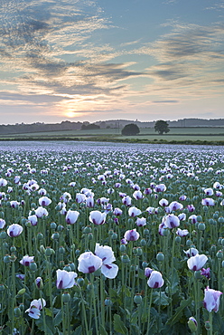Opium poppies flowering in a Dorset field, Dorset, England, United Kingdom, Europe